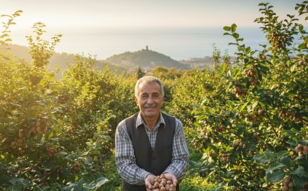 Giresun'da Fındık Fiyatları Zirveyi Koruyor: Üreticinin Yüzü Gülüyor Mu?