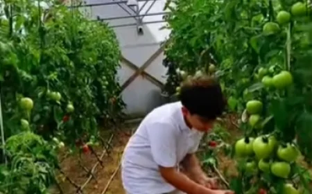 Giresun Yaylalarında Tatlı Telaş: Kışın Soğuğuna, İmecenin Sıcaklığıyla Hazırlık