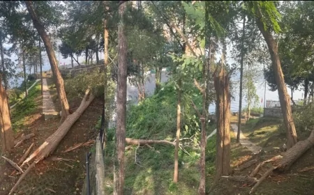 Giresun Kalesi Fırtınaya Teslim Oldu: Dev Ağaçlar Yolları Kapattı