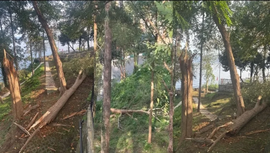 Giresun Kalesi Fırtınaya Teslim Oldu: Dev Ağaçlar Yolları Kapattı