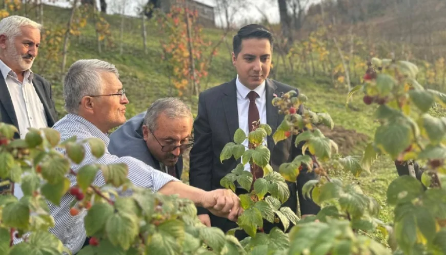 Yavuzkemal'deki Üreticiye Kaymakamlık Desteği: Ahududu Bahçesine Damla Sulama Projesi Başlatıldı