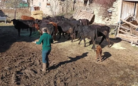 Giresun’da Kırsal Kalkınma Hamlesi: Şebinkarahisar’da Anguslar Sahiplerini Buluyor