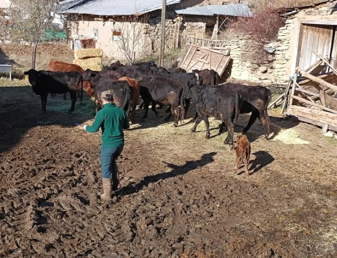 Giresun’da Kırsal Kalkınma Hamlesi: Şebinkarahisar’da Anguslar Sahiplerini Buluyor