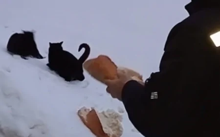 Karlar Altındaki Yaylalarda "Can" Mesaisi: Sahipsiz Dostlar Unutulmadı!