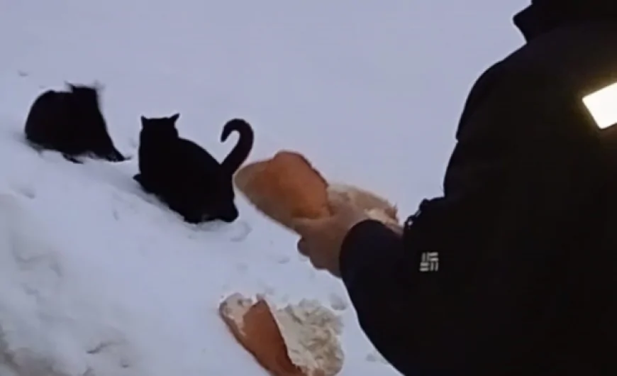 Karlar Altındaki Yaylalarda "Can" Mesaisi: Sahipsiz Dostlar Unutulmadı!